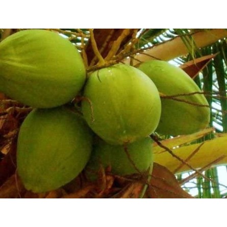 Coconut,Nariyal Plant